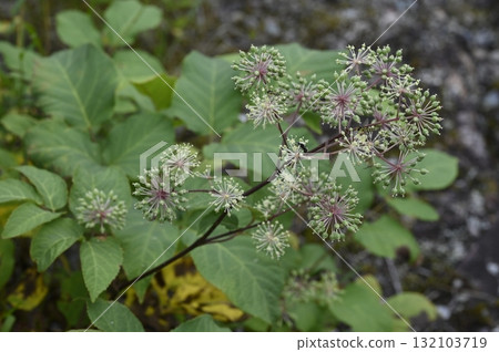 牛頭花序 132103719