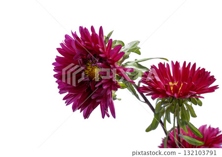 Aster Flower after the Rain Isolated on White 132103791