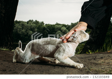 Hand petting a playful cat outdoors, serene atmosphere Devon Rex Hand petting a playful cat outdoors, serene atmosphere Devon Rex 132103849