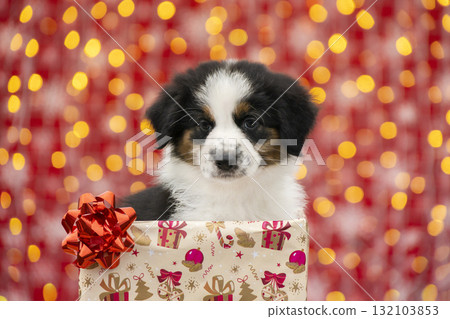 Cute Australian Shepherd puppy sitting inside a decorated Christmas gift box surrounded by golden ornaments and candy canes. The red festive background with glowing lights adds. Cute Australian Shepherd puppy sitting inside a decorated Christmas gift box surrounded by golden ornaments and candy canes. The red festive background with glowing lights adds. 132103853