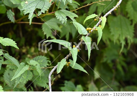 Hexokazura fruit Hexokazura fruit 132103908