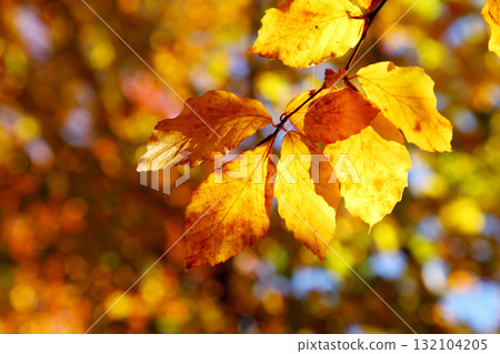 leaves 132104205