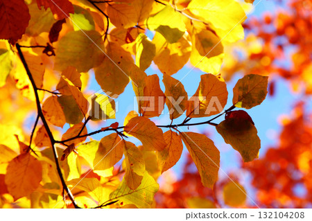 leaves 132104208