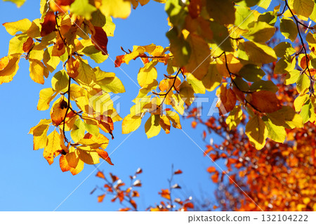 leaves leaves 132104222