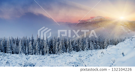 winter winter 132104226