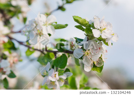 apple-tree apple-tree 132104246