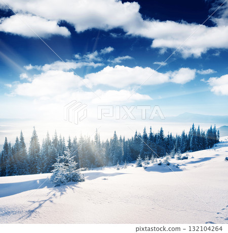 winter winter 132104264