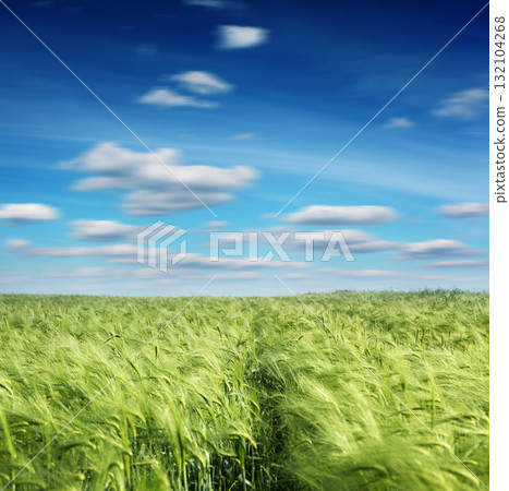 field field 132104268