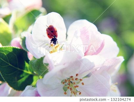 ladybird 132104274