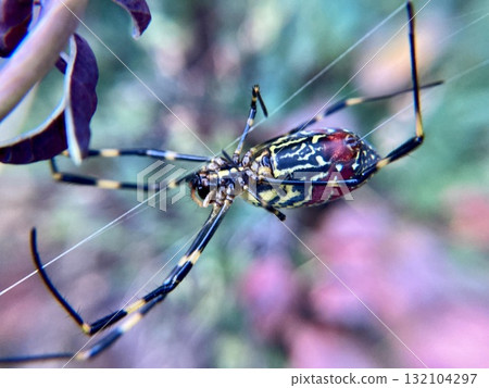 Close-up of a Joro spider 132104297