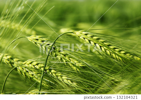 green wheat green wheat 132104321