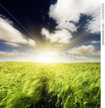 field field 132104324