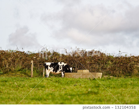 A black and white cow drinks water from a trough in a grassy field. A thick hedgerow and overcast sky form the backdrop in rural West Cork. A black and white cow drinks water from a trough in a grassy field. A thick hedgerow and overcast sky form the backdrop in rural West Cork. 132104358