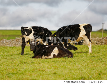 Several black and white cows are resting and grazing on a lush green field. The scene is set in the countryside of West Cork, Ireland, with a cloudy sky above. 132104359