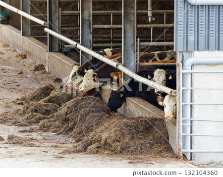 Cattle eat hay in a barn on a farm in West Cork, Ireland. 132104360
