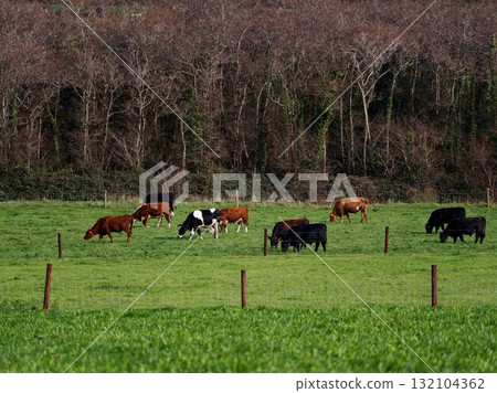 Several cows of various colors graze on a bright green field. The field is fenced and bordered by trees. This scene takes place in West Cork on a cloudy day. Several cows of various colors graze on a bright green field. The field is fenced and bordered by trees. This scene takes place in West Cork on a cloudy day. 132104362