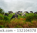 A group of black and white cows are grazing peacefully on a green hillside in the countryside of West Cork, Ireland, on a cloudy day. 132104378
