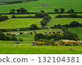 A herd of cattle is grazing within a vibrant green pasture in West Cork. Fields, shrubbery, and ruins can be seen across the rolling hills. 132104381