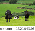 Three cows stand and rest in a field. One is black and white, while two are primarily black. This is rural West Cork in Ireland. 132104386