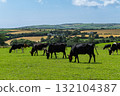Several black and white cows are grazing in a bright green field in West Cork. Rolling hills with farms and fields are visible in the background on a sunny day. 132104387