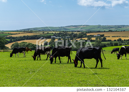 Several black and white cows are grazing in a bright green field in West Cork. Rolling hills with farms and fields are visible in the background on a sunny day. Several black and white cows are grazing in a bright green field in West Cork. Rolling hills with farms and fields are visible in the background on a sunny day. 132104387
