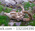 A decaying ram skull lies on green grass among rocks. The skull retains its horns and teeth. Some fur is near the skull in the background, suggesting what remains of the body. 132104390