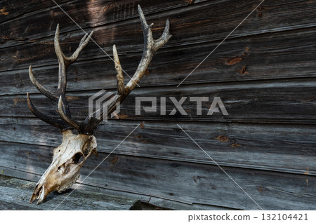 The skull of a large deer with horns. The remains of a large adult deer. 132104421