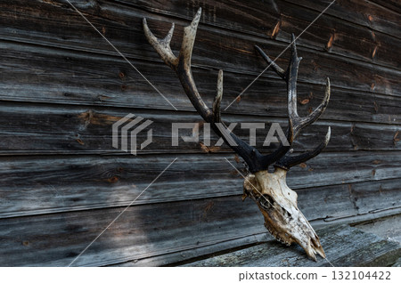 Deer skull with teeth and horns. The head of a dead deer with horns. 132104422