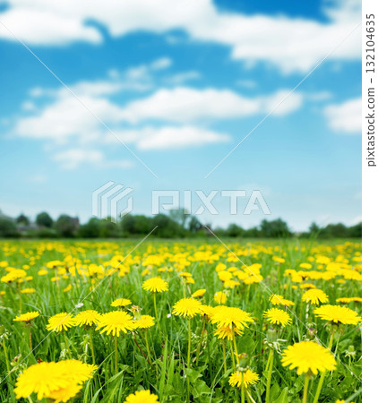 dandelions dandelions 132104635