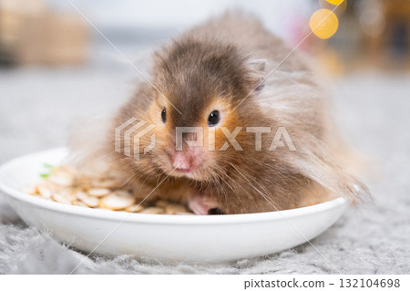 Funny shaggy fluffy hamster sitting in plate And eats seeds on a Christmas background with fairy lights and bokeh 132104698