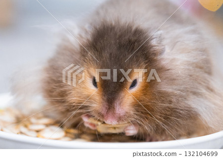 Funny shaggy fluffy hamster sitting in plate And eats seeds on a Christmas background with fairy lights and bokeh 132104699