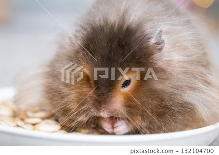 Funny shaggy fluffy hamster sitting in plate And eats seeds on a Christmas background with fairy lights and bokeh Funny shaggy fluffy hamster sitting in plate And eats seeds on a Christmas background with fairy lights and bokeh 132104700