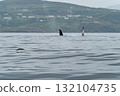 Humpback Whale, Megaptera novaeangliae, showing his fins and fluke in Donegal Bay, Ireland 132104735