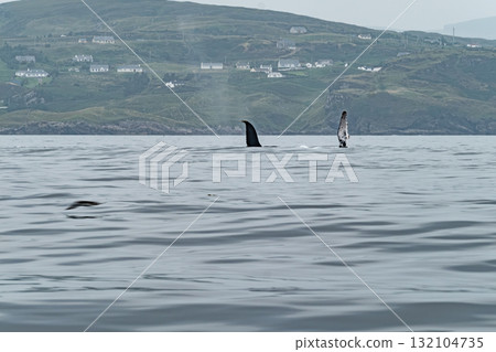 Humpback Whale, Megaptera novaeangliae, showing his fins and fluke in Donegal Bay, Ireland Humpback Whale, Megaptera novaeangliae, showing his fins and fluke in Donegal Bay, Ireland 132104735