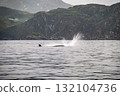 Humpback Whale, Megaptera novaeangliae, flipper flapping in Donegal Bay, Ireland 132104736