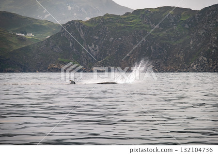 Humpback Whale, Megaptera novaeangliae, flipper flapping in Donegal Bay, Ireland Humpback Whale, Megaptera novaeangliae, flipper flapping in Donegal Bay, Ireland 132104736