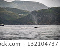 Humpback Whale, Megaptera novaeangliae, blowing by Teelin in Donegal Bay, Ireland 132104737