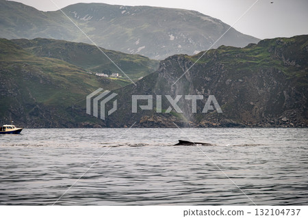 Humpback Whale, Megaptera novaeangliae, blowing by Teelin in Donegal Bay, Ireland 132104737