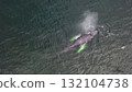 Humpback Whales, Megaptera novaeangliae, travelling and blowing in Donegal Bay, Ireland 132104738
