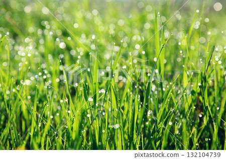 grass grass 132104739