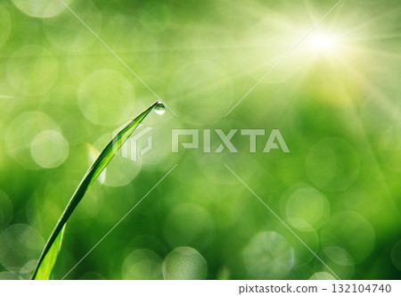 grass grass 132104740