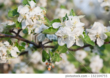 apple-tree apple-tree 132104755