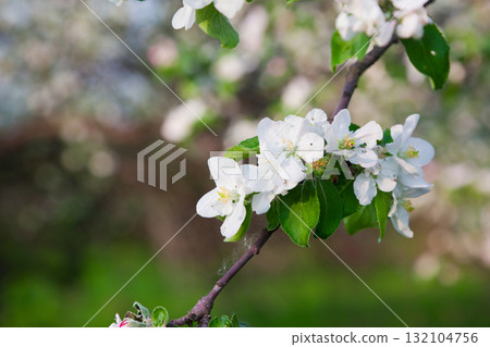 apple-tree apple-tree 132104756