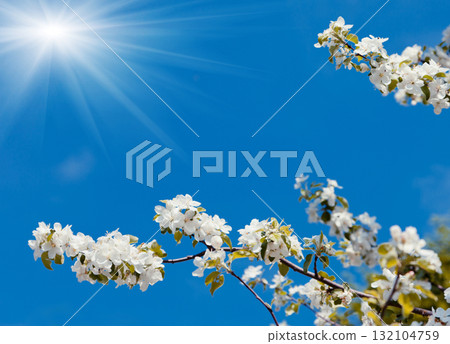 apple-tree 132104759
