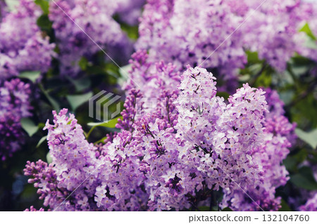 lilac lilac 132104760