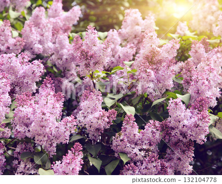 lilac 132104778