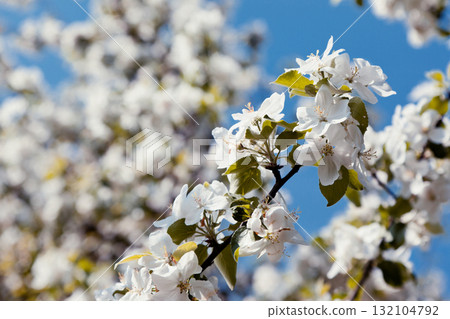 apple-tree apple-tree 132104792