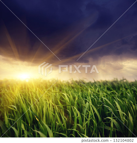 grass 132104802