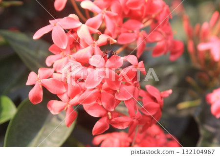 Close-up of vibrant pink Ixora flowers with lush green foliage in the background, showcasing delicate petals 132104967