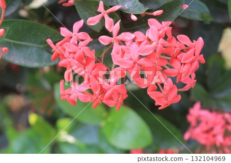 Close-up of vibrant coral-pink Ixora flowers blooming in lush green foliage, showcasing delicate petals and natural 132104969